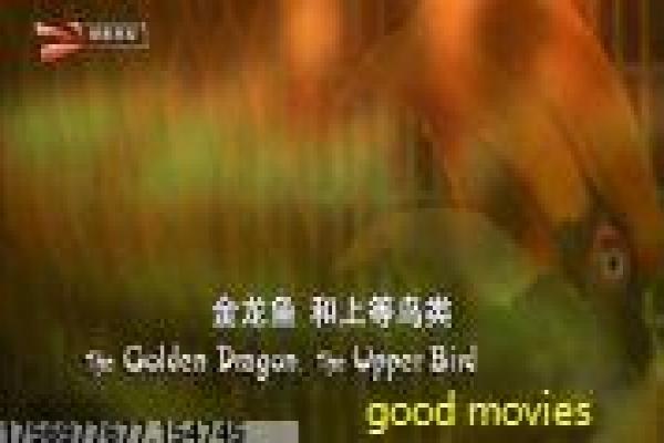 《醉拳2》剧情解析|经典功夫喜剧与幕后揭秘