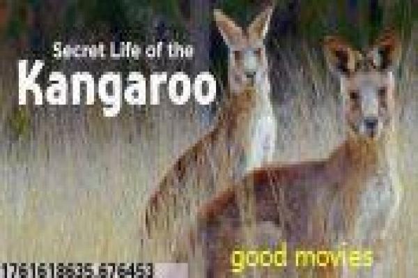 变形金刚一-变形金刚1的星际战争,剖析迈克尔·贝导演的科幻动作经典