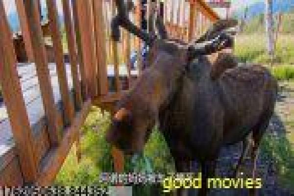 《绝密行动》绝密行动的间谍任务,详细还原真实改编的谍战与人性挣扎