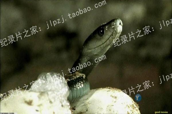 《影子爱人》剧情深度剖析-爱人影子的爱情